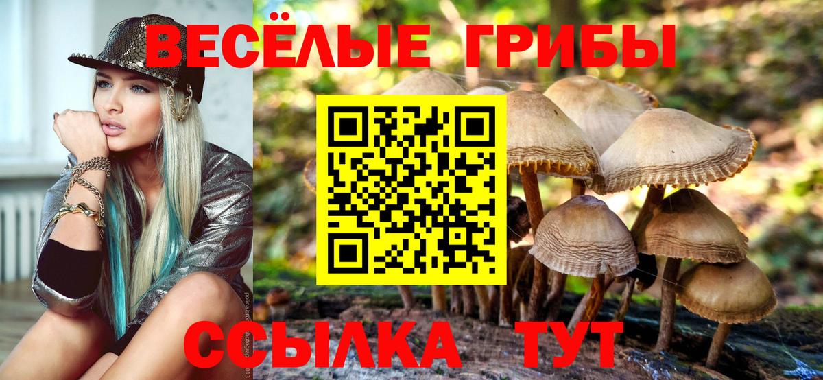 Псилоцибиновые грибы Psilocybine cubensis Барнаул